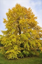 Katsura Tree (Cercidiphyllum japonicum) in autumn colours