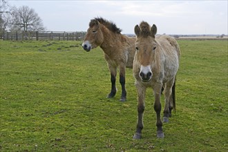 Przewalski's Horses (Equus ferus przewalskii)