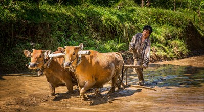 Farmer ploughing a rice paddy with water buffaloes