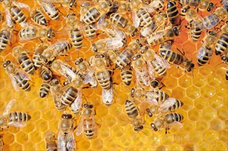 Colony of honey bees (Apis mellifera var carnica) on fresh honeycomb with honey
