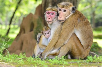 Toque Macaques (Macaca sinica)