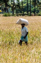 Indian man carrying a sack of rice on his head on a field