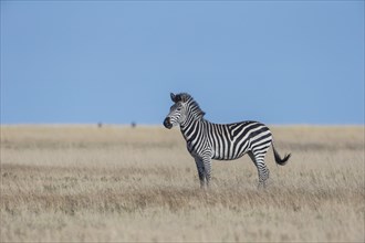Burchell's Zebra (Equus quagga)