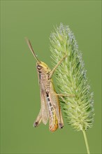 Meadow Grashopper (Chorthippus parallelus)