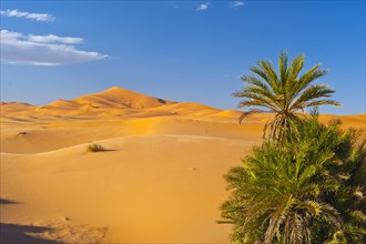 Date Palms (Phoenix) and sand dunes