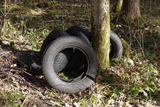 Old car tyres in a forest