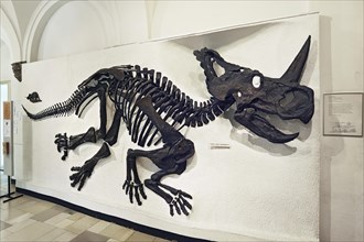 Monoclonius Dinosaur (Monoclonius nasicornus)
