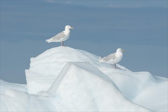 Glaucous Gulls (Larus hyperboreus) on ice