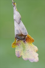 Green Oak Leaf Roller (Tortrix viridana)