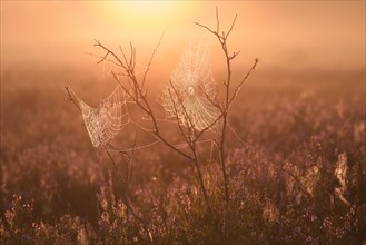 An orb-weaver spider web in heath at sunrise