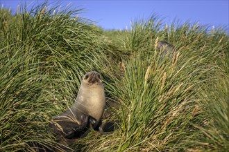 Antarctic Fur Seal (Arctocephalus gazella) in high tussock grass
