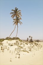 Two palm trees and grown over dunes on Praia de Curral Velho Beach in the south of the island of Boa Vista