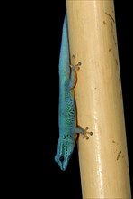 Turquoise Dwarf Gecko or William's Dwarf Gecko (Lygodactylus williamsi)