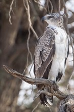 Young Martial Eagle (Polemaetus bellicosus)