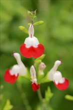 Baby Sage or Blackcurrant Sage var 'Hot Lips' (Salvia microphylla)