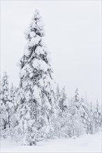 Snow-covered trees