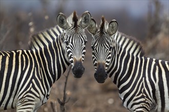 Two Burchell's Zebras (Equus quagga burchelli)