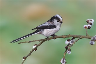 Long-tailed Tit (Aegithalos caudatus) perched on a branch of Goat Willow (Salix caprea)