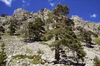 Corsican Pines (Pinus nigra subsp. laricio) Restonica Valley