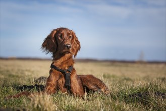 Irish Setter dog lying in a field