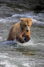 Grizzly Bear (Ursus arctos horribilis) adult