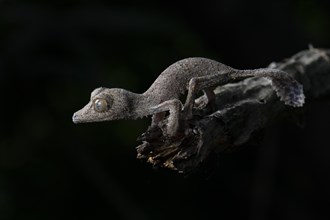 Henkel's Leaf-tailed Gecko (Uroplatus henkeli)