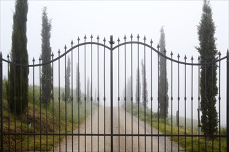Wrought iron gate in the morning mist