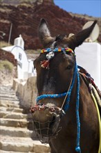 Mule