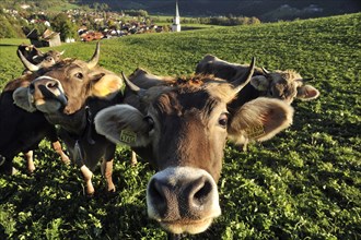 Braunvieh cattle standing on a pasture