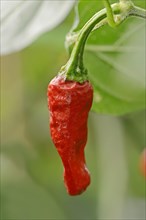 Chili Pepper (Capsicum frutescens)