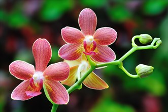 Red-brown orchid flowers (phalaenopsis) on branch with buds