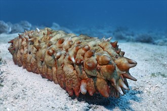 Sea Cucumber (Holothuridae)