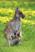 Kangaroo Island Kangaroos (Macropus fuliginosus fuliginosus)