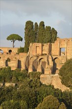 Ruins of Domus Augustana on Palatine Hill with Pines (Pinus pinea)