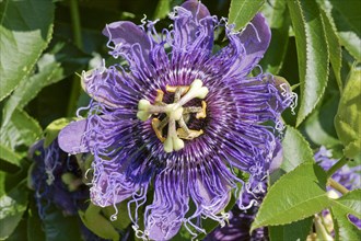 Bluecrown Passionflower (Passiflora caerulea)