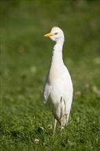 Cattle Egret (Bubulcus ibis) standing in a meadow
