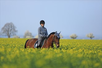 Horsewoman riding a warmblooded horse on a rape field