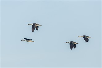 Knob-billed Ducks (Sarkidiornis melanotos) in flight