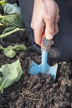 Hand and small spade cultivating a garden