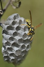 European Paper Wasp (Polistes dominula) on a wasp nest