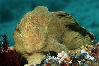 Commerson's Frogfish or Giant Frogfish (Antennarius commerson)