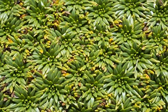 Plant cushion on a mountain meadow