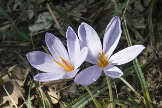 Saffron flower (Crocus sativus)