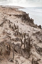 Fulgurites on the sandy cliffs of Praia de Boa Esperanca Beach