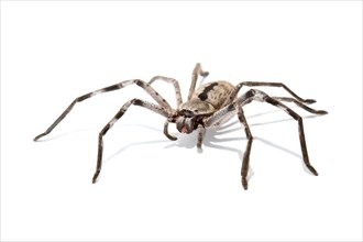 Huntsman Spider (Sparassidae