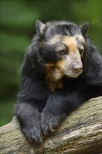 Spectacled Bear or Andean Bear (Tremarctos ornatus)