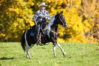 Cowboy galloping with a black tobiano American Paint Horse
