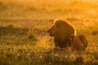 African lion (Panthera leo)