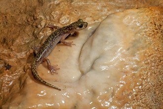 Imperial cave salamander (Speleomantes imperialis)