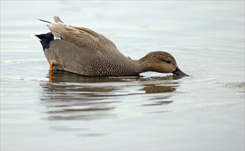 Gadwall (Anas strepera)